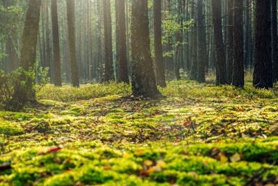 Aplinkos apsaugos komitetas pradeda klausymus dėl naujos redakcijos Miškų įstatymo projekto