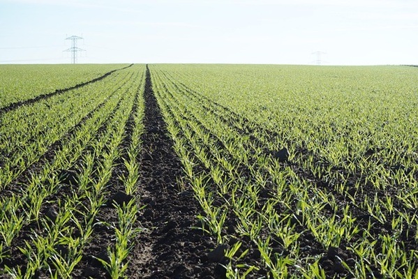 Seimas po svarstymo pritarė siūlymui karstiniame regione leisti tręšti augalus per lapus