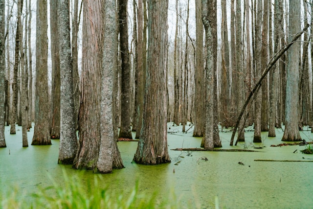Seime vyks konferencija „Saugome pelkes mūsų bendrai ateičiai“