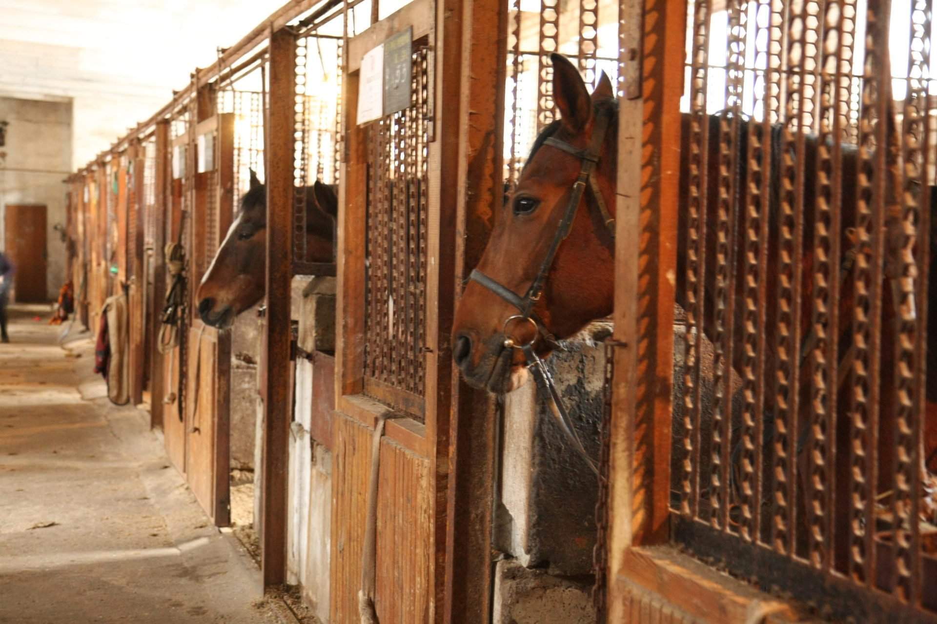 Seimo Antikorupcijos komisija pakartotinai svarstė Valstybinio žirgyno klausimą