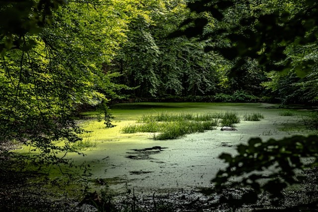 Seime rengiama Čepkelių valstybinio gamtinio rezervato 50-mečio konferencija