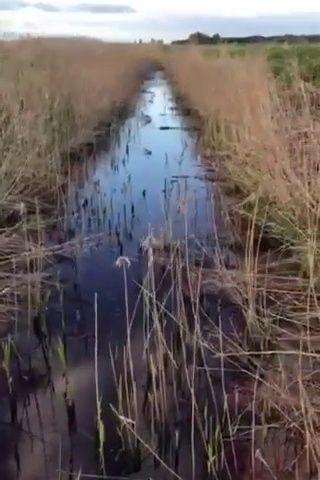 Žibos upelis _4.jpg