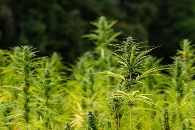 Kaimo reikalų komitetas siūlo Vyriausybei sudaryti Koordinacinę darbo grupę pluoštinių kanapių sektoriaus vystymui