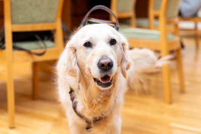 Asmenų su negalia teisių komisija pritarė įstatymų projektams, kuriais numatomas šunų pagalbininkų pagalbos teikimo mechanizmas