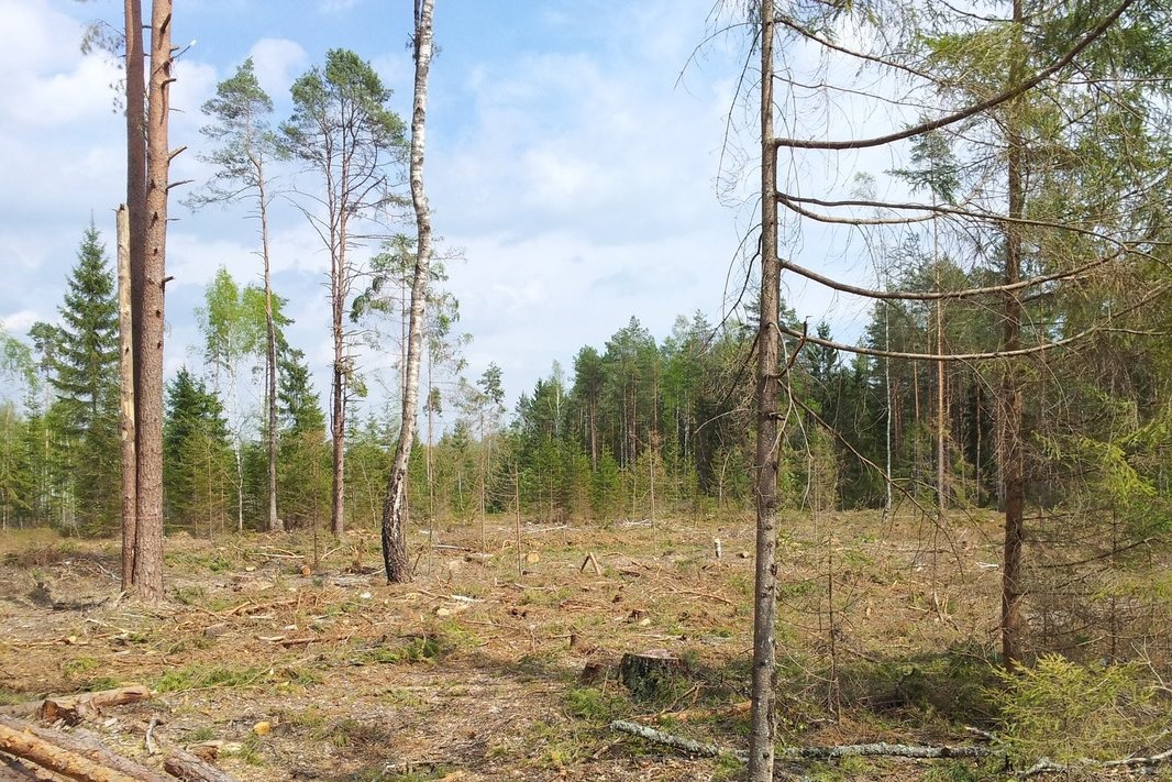 Seimo Aplinkos apsaugos komitetas kviečia dalyvauti diskusijoje „Dėl miškų saugojimo ir naudojimo Lietuvoje. Kokiu keliu einame?“
